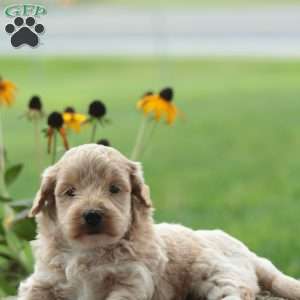 Felix, Maltipoo Puppy